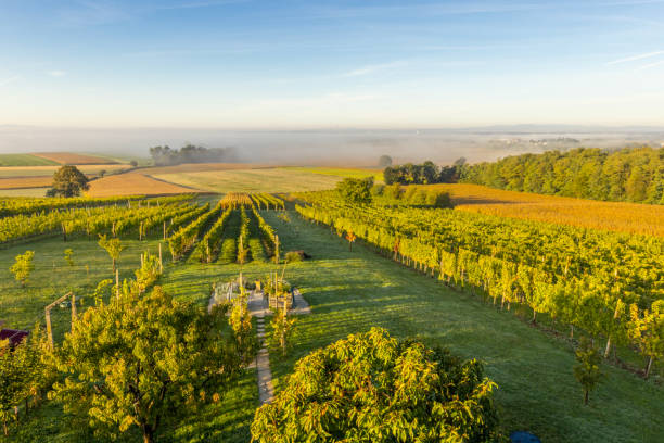 TWENTY – SEVEN SUNDAY IN ORDINARY TIME, YEAR&nbsp;A.